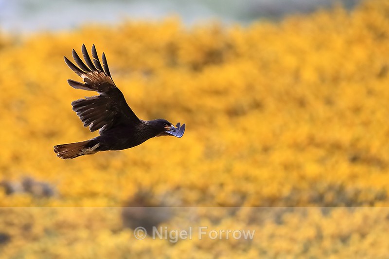 Striated Carcara flying yellow gorse background, Carcass Island - Striated Caracara