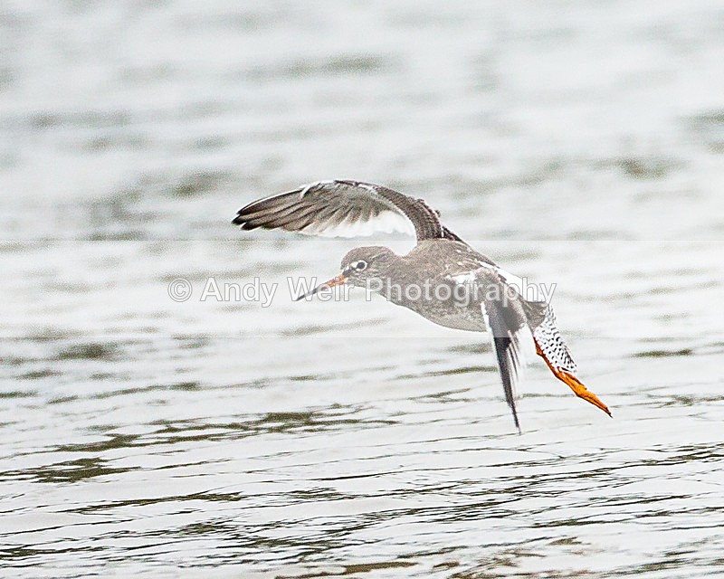 20131001-3K8A6579 - Redshank