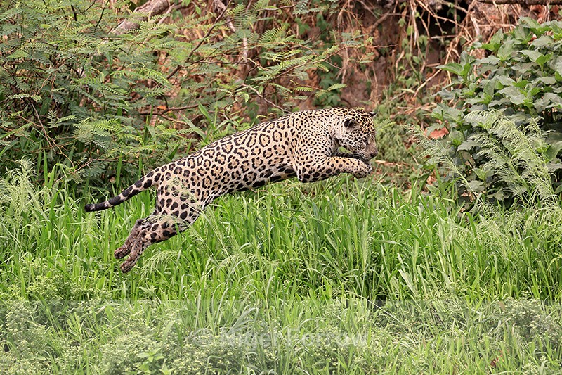 Jaguar Marcela pounces unsuccessfully on prey, Pantanal, Brazil - Jaguar