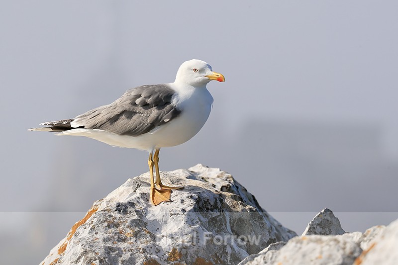 Yellow-legged Gull (adult), Gibraltar - Yellow-legged Gull