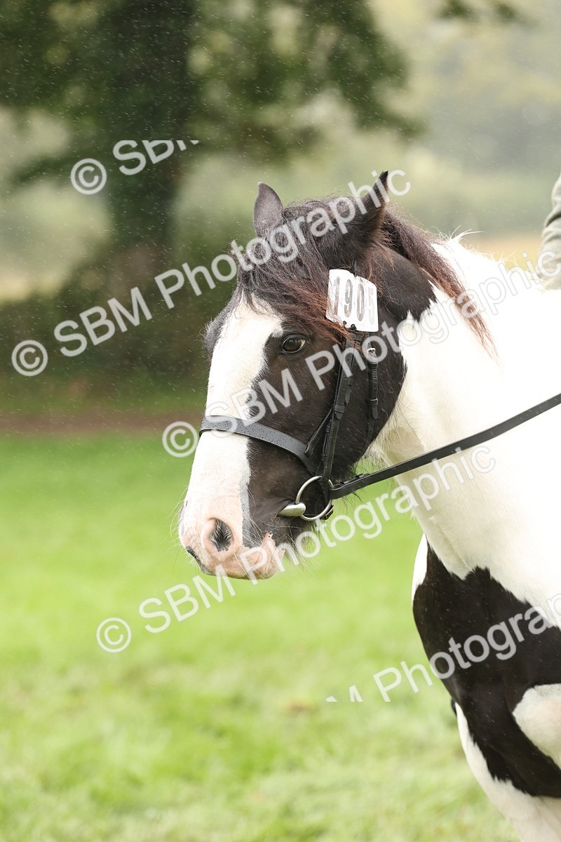 SBM_72784 - S70 - Traditional Cob Ridden
