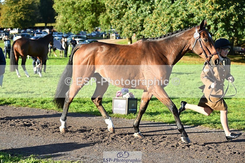 231022-094432-22004 - 450-NORDIC.FIRE-Lara.Hails-TrotUp+SJ