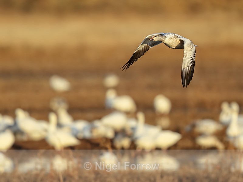 Juvenile Snow Goose flying low over South Pond, Bosque del Apache - Snow Goose