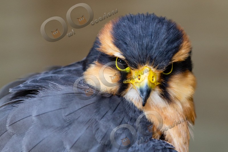 aplomado falcon Falco femoralis-7794 - BoP from around the world
