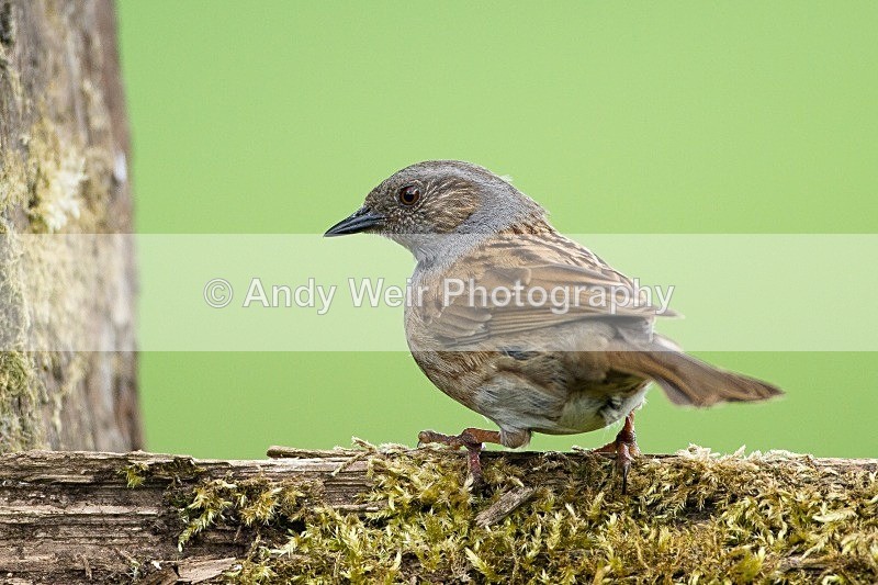20120512-_MG_0170 - Dunnock (Hedge Sparrow)