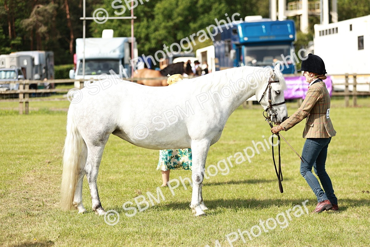 SBM_01639 - Class 14-23 - Mountain & Moorland In Hand Non Welsh