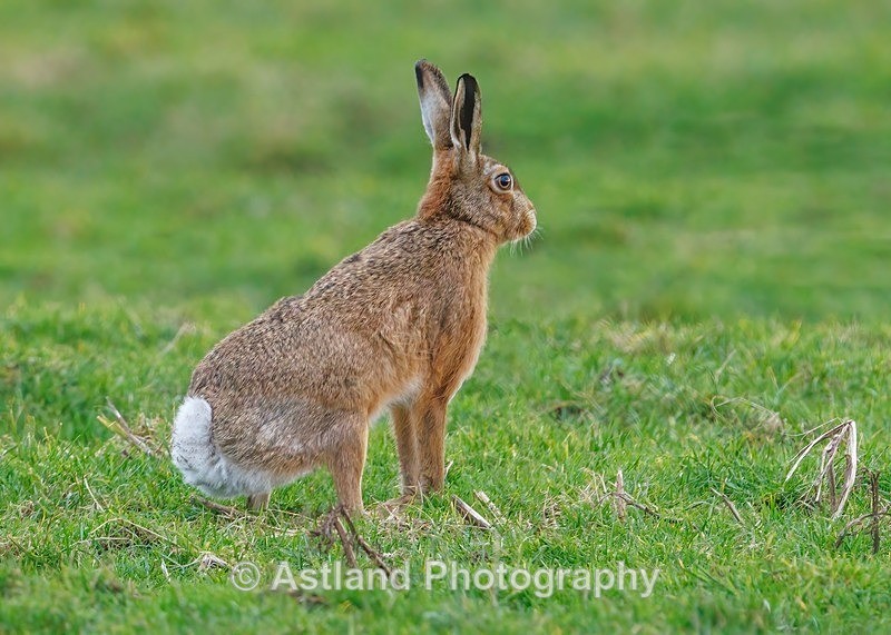 Brown Hare - Latest Images