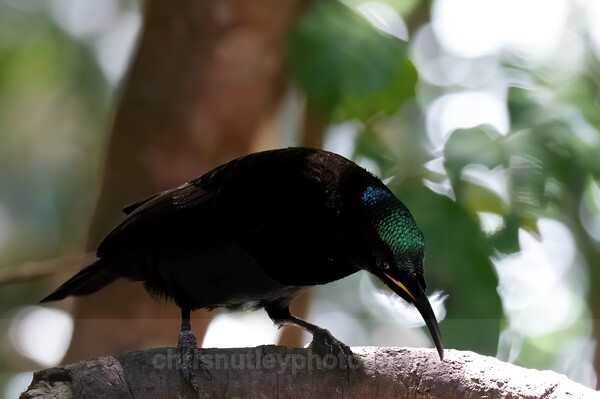  - Australian Birds