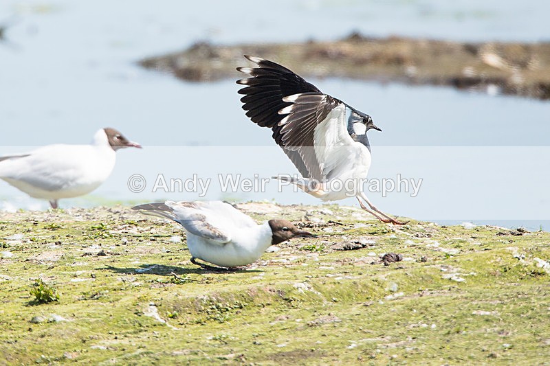 20140517-3K8A1356 - Lapwing