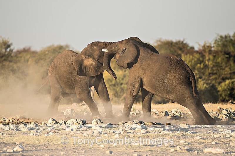 Elephant  (contest) - Etosha National Park ~ Mammals