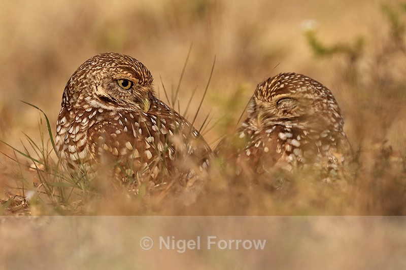 Burrowing Owls at Cape Coral, Florida - Burrowing Owl
