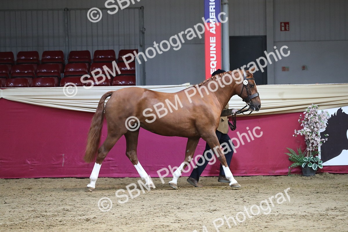 SBM_06543 - Regional IH Champ
