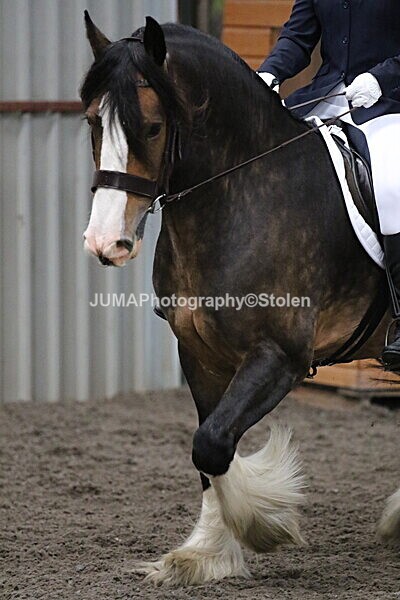 SIAL4157 - CAbin Dressage 5th july 2025