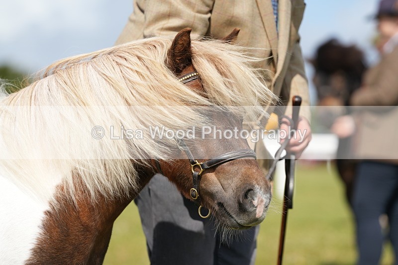 DSC05342 - Class 49: NPS Shetland 4 years and over