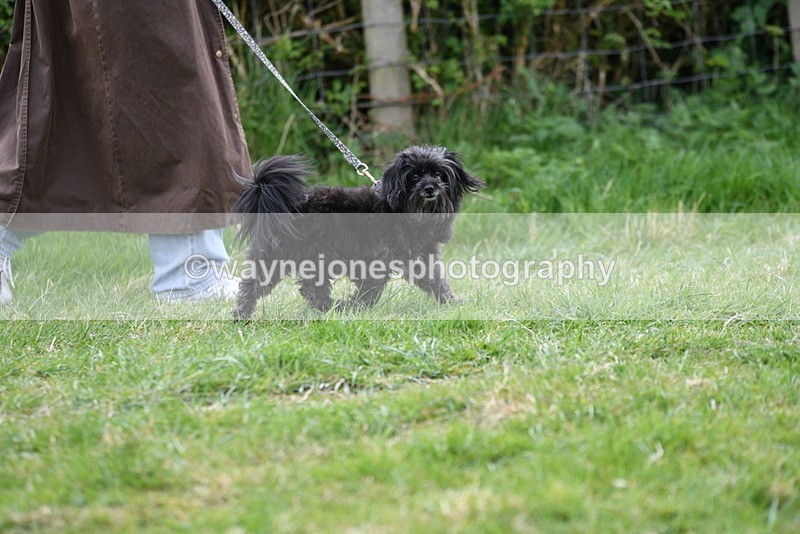 WJ5_9120 - Class 1 Best Cross Breed / Heniz 57