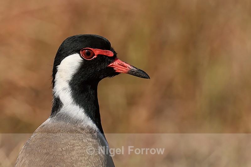 Red-wattled Lapwing, close view, Bandhavgarh, India - Red-wattled Lapwing
