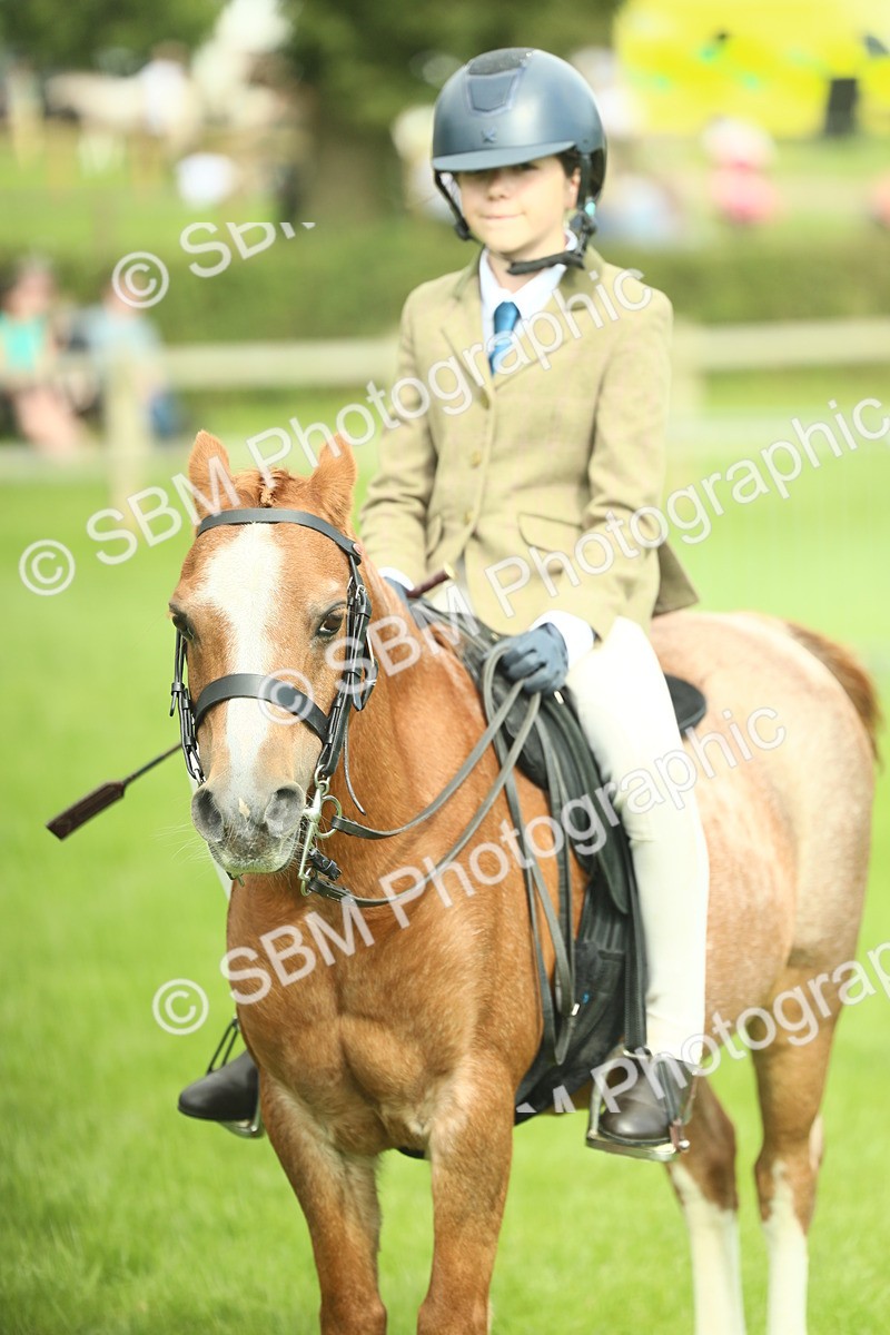 SBM_44807 - S31 - Working Hunter Pony