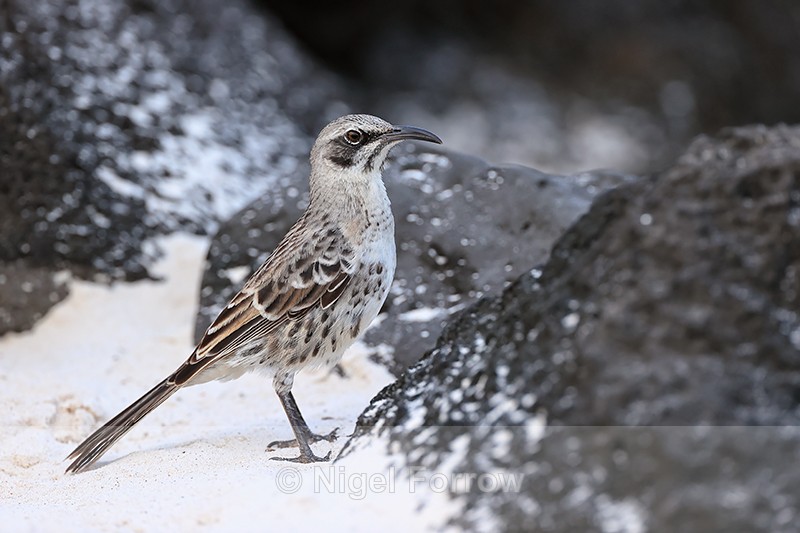 Espanola Mockingbird among lava rocks, Espanola, Galapagos - Espanola Mockingbird