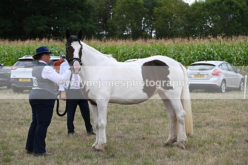 WJ6_5563 - Class 18 In-hand Coloured