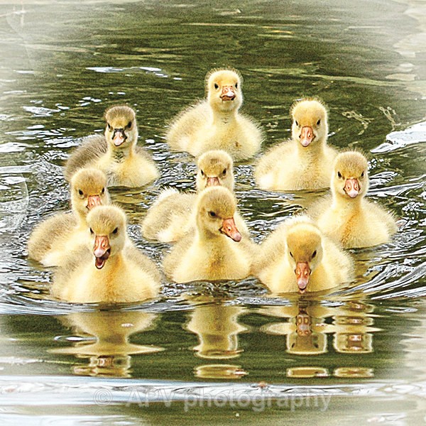 Synchronised Swimming - Square Cards