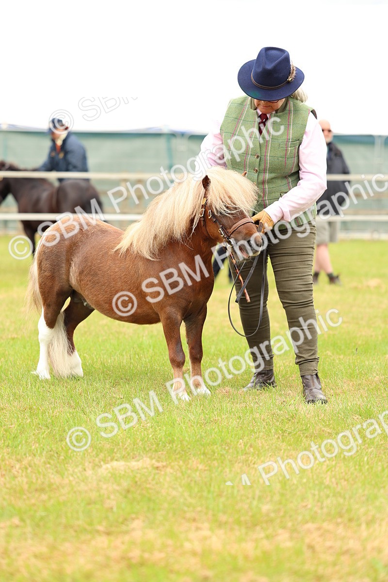 SBM_04470 - Class 64-67 - Shetland Pony In Hand