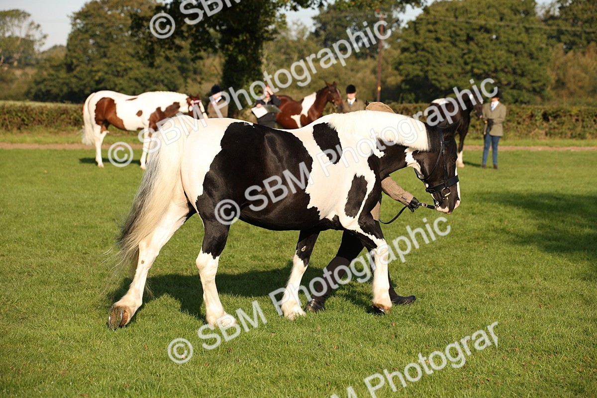 SBM_58742 - S51 - Piebald & Skewbald Horse In Hand