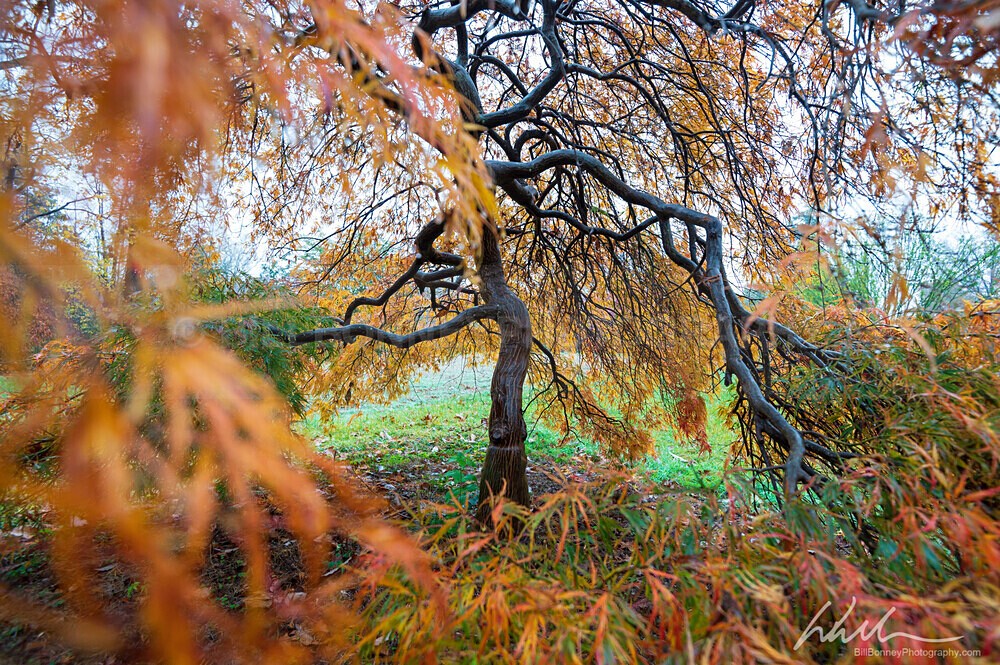 DSC_4064 - Trees