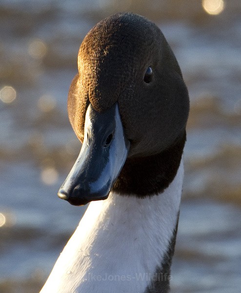  - PINTAILS