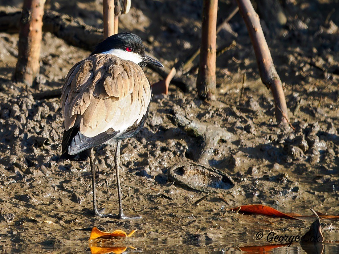 Spur winged lapwing - Gambia 2025