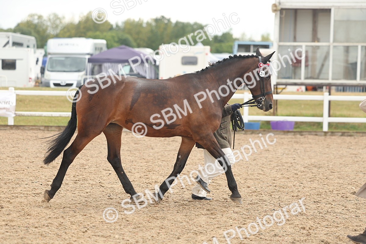 SBM_07922 - Class 28 - IH Veteran Horse