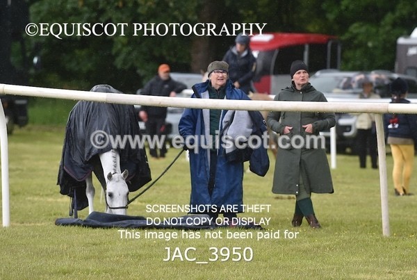 JAC_3950 - 55cm WORKING HUNTER