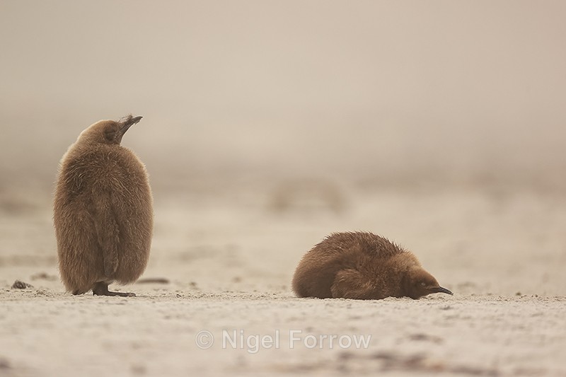 Two King Penguin chicks resting, Saunders Island, Falklands - King Penguin
