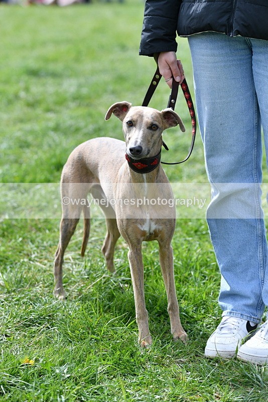 WJ5_9777 - Class 3 Most Handsome Dog