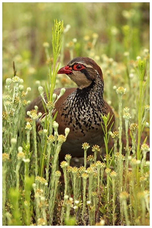 Red Legged Partridge - Best of British Wildlife