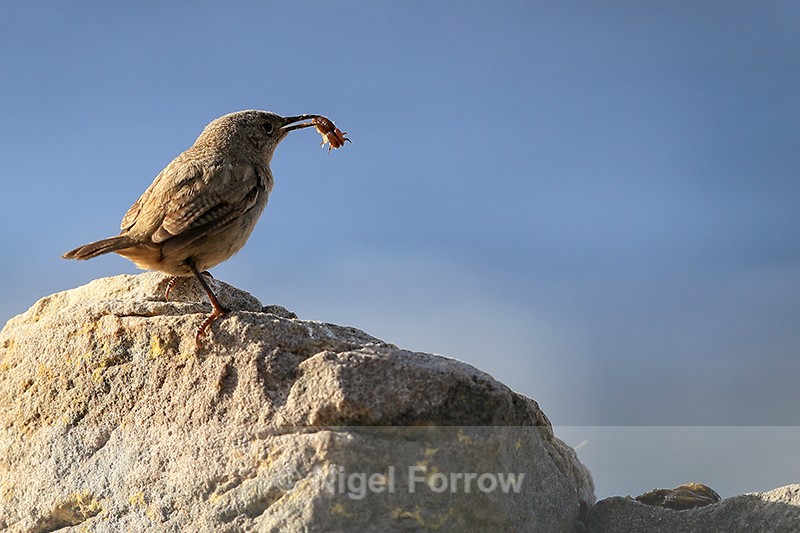 Cobb's Wren with food, Carcass Island, Falklands - Cobb's Wren