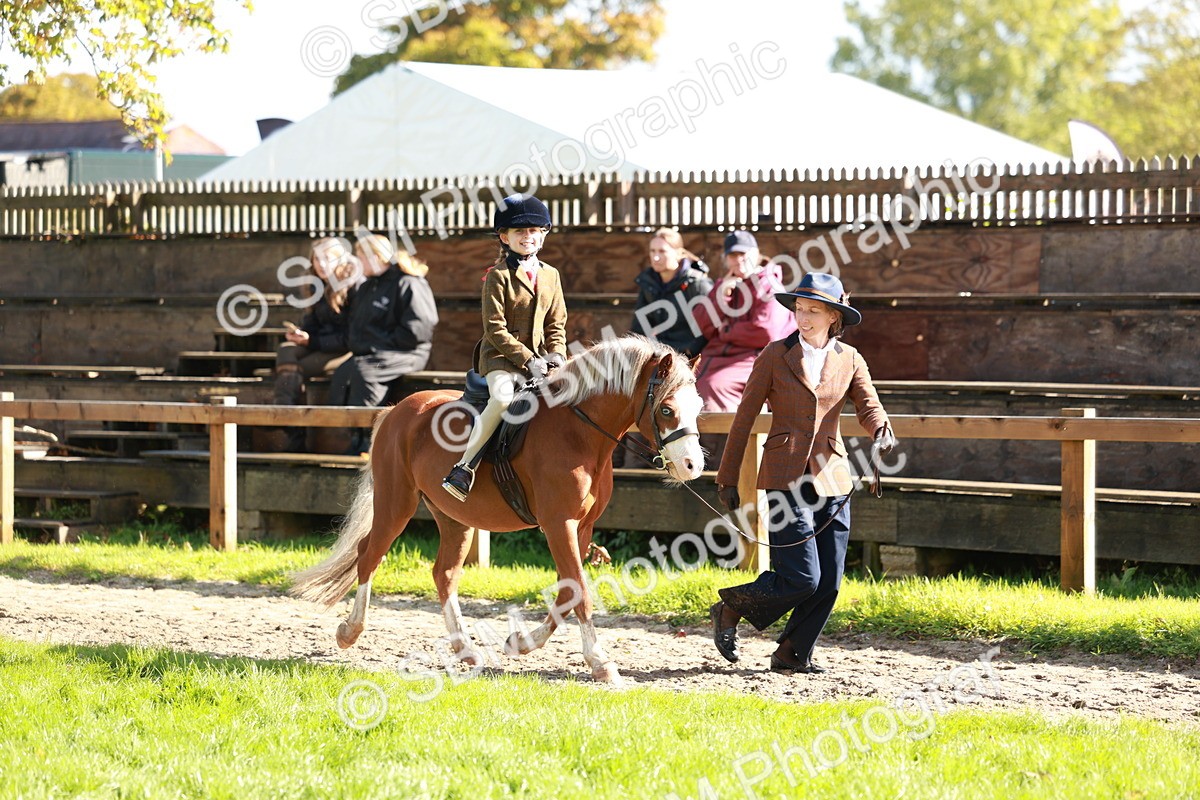 SBM_42147 - S32 - Mountain & Moorland Working Hunter Pony