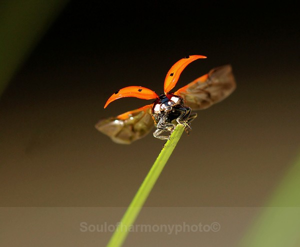 Lady Bird - Invertebrate's Macro