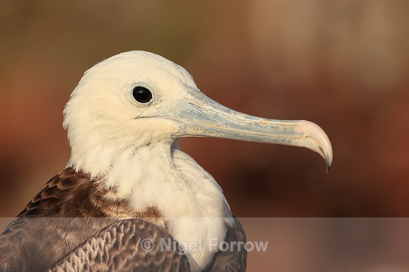 Magnificent Frigatebird (juvenile), close portrait, North Seymour - Magnificent Frigatebird