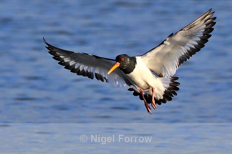 Oystercatcher in flight about to land in Brownsea Lagoon - Oystercatcher
