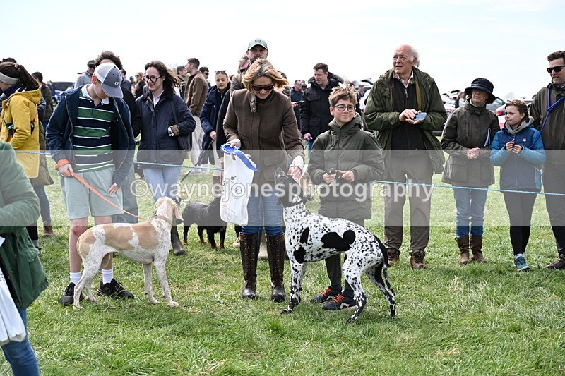 WJ6_9104 - Class 8 Best Working / Gun Dog or Bitch