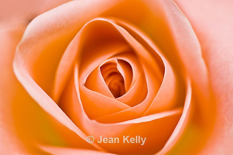 Flower - 20080715_67 - Orange