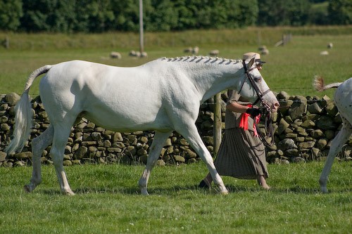 159 - Moniaive Horse Show 2008