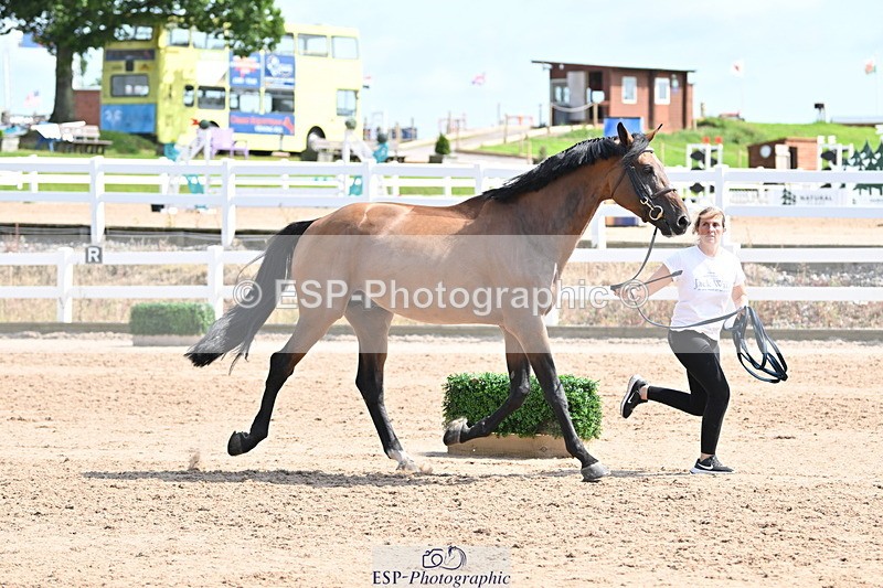 240717A-154326-03010 - Trot Up 3pm to 4pm
