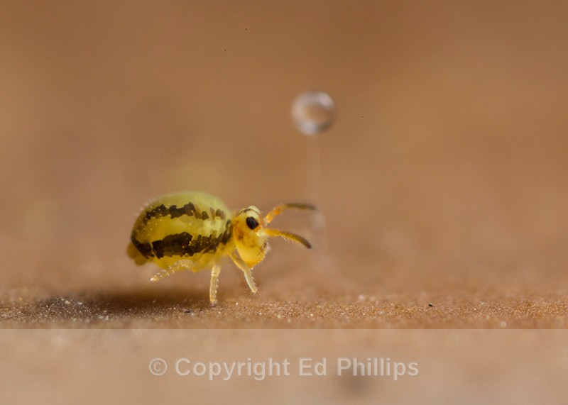 Sminthurinus elegans - Sminthurinus elegans