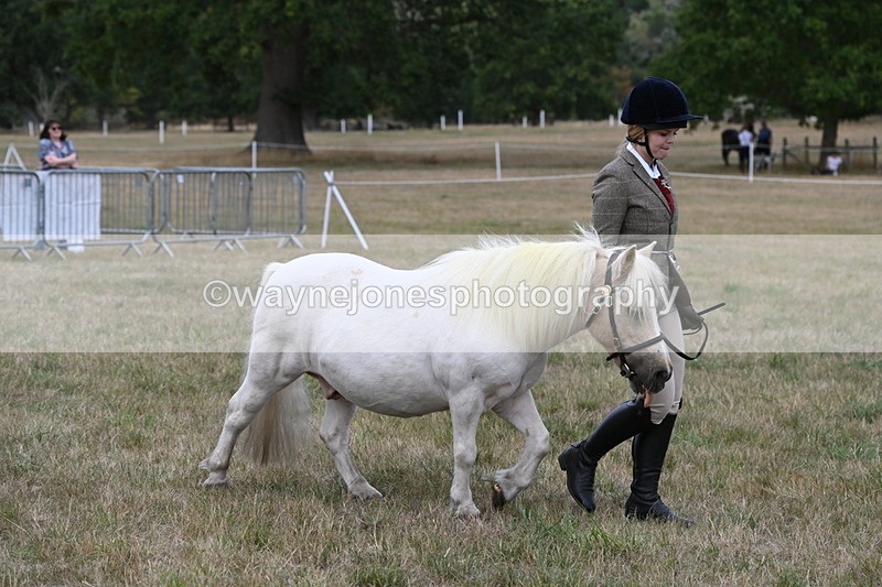 WJ6_6126 - Class 19 In-hand Veterans (Uploaded correct folder)