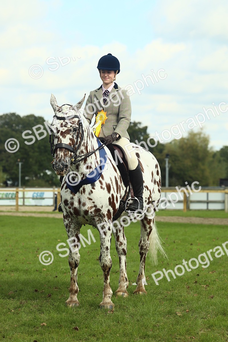 SBM_62537 - S62 - Foreign Breeds Ridden
