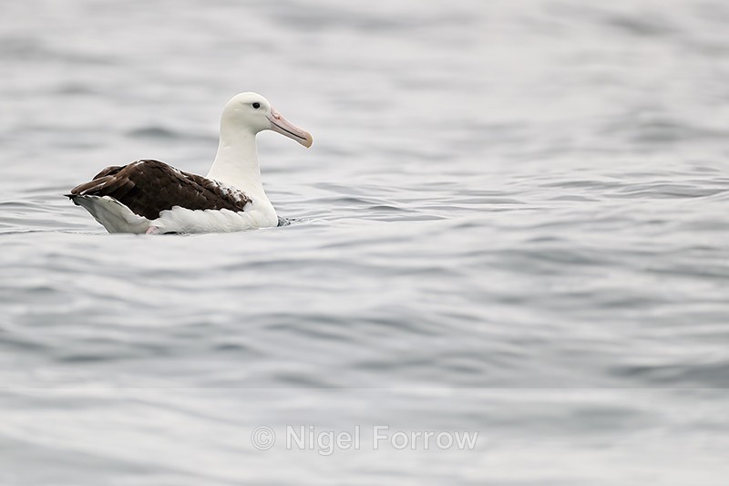 Royal Albatross resting at sea, Chile - Royal Albatross