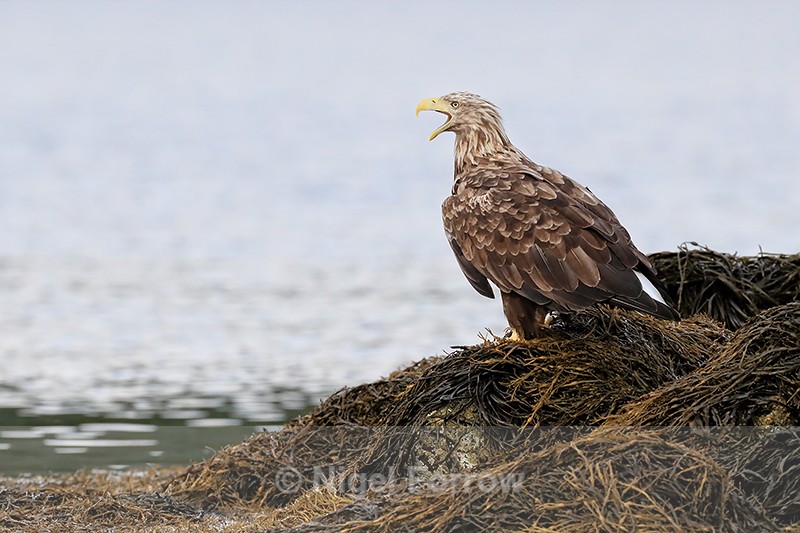 Sea Eagle standing on seaweed, Lauvsnes, Norway - White-tailed Sea-Eagle