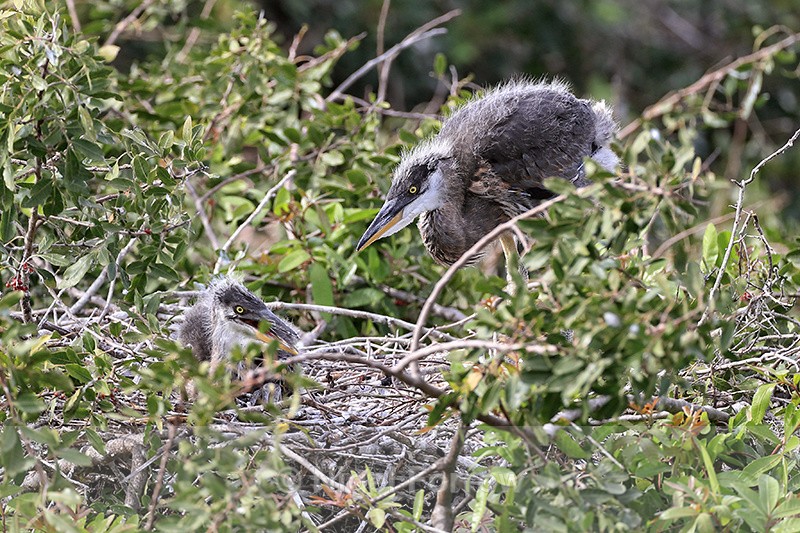 Great Blue Heron nest, Venice Rookery, Florida - Great Blue Heron