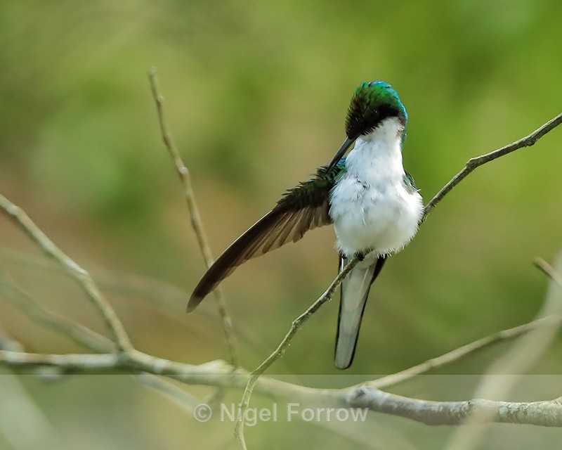 Purple-crowned Fairy (female) preening, Gamboa, Panama - Purple-crowned Fairy